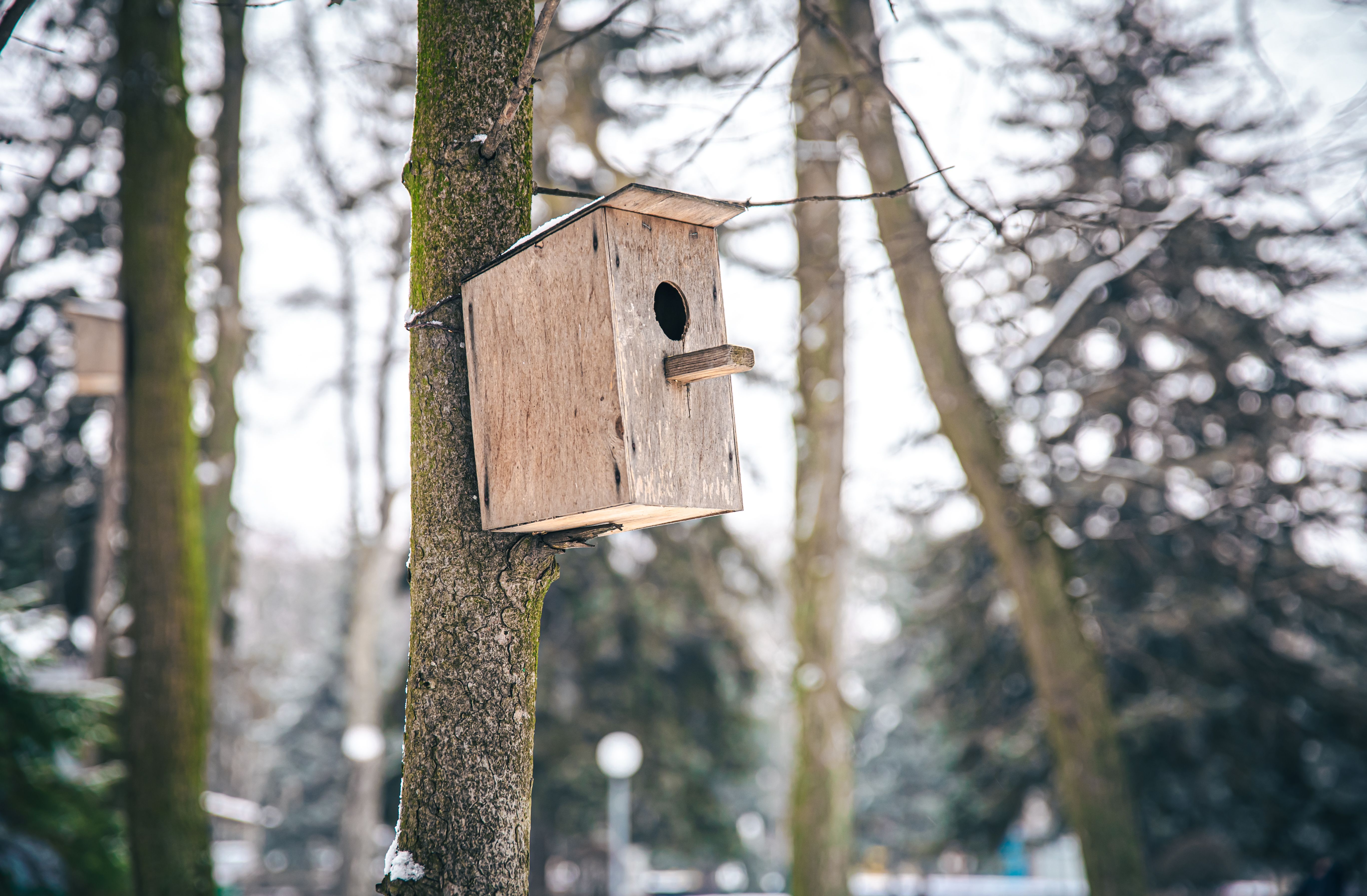 Bau eines Vogelhauses mit Webcam Teil 3